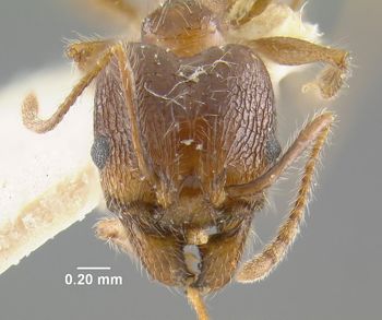 Media type: image;   Entomology 20690 Aspect: head frontal view